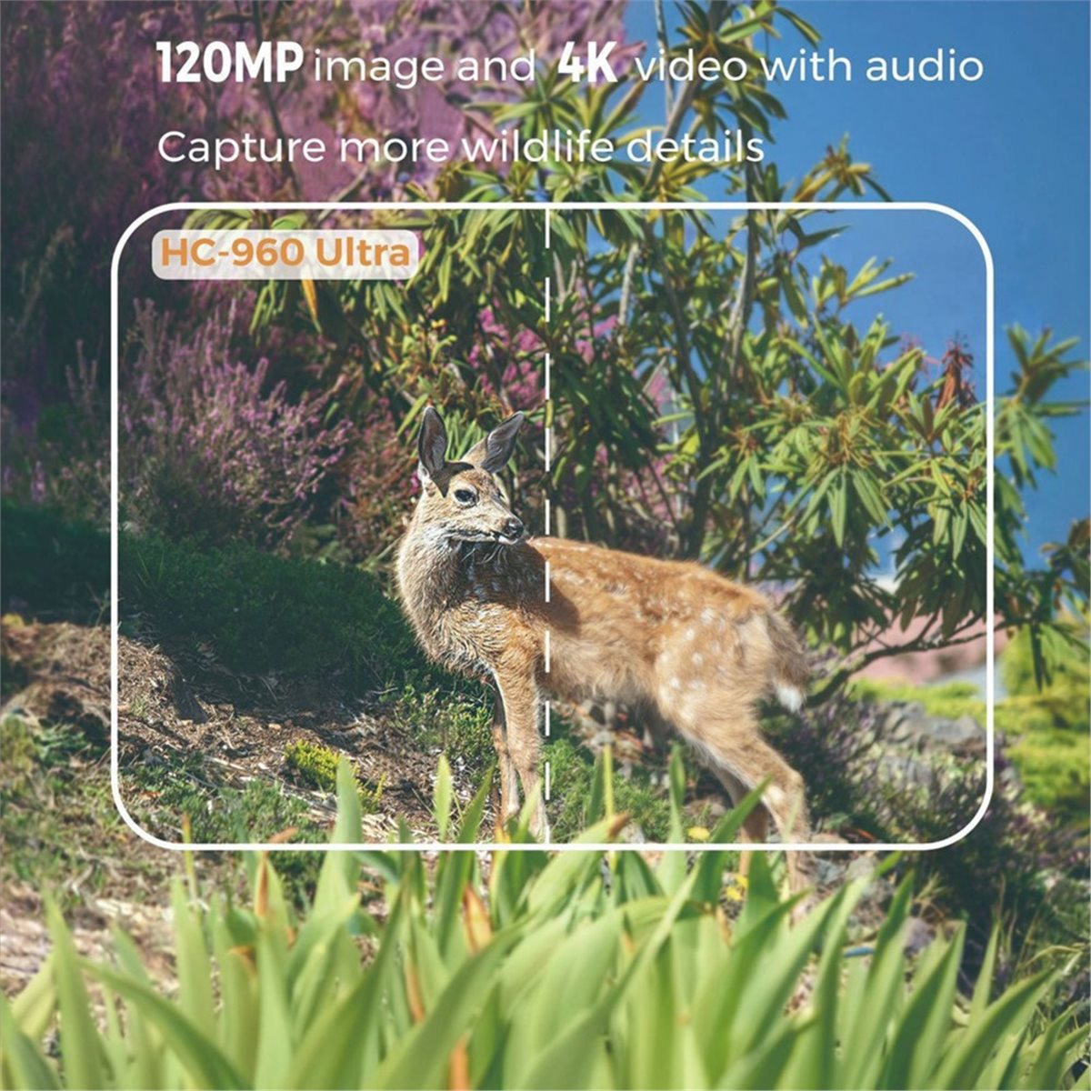 Hunting Outdoor Shows - update. Outdoor 4G 120MP 4K Live